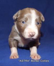 Lilac and white MALE border collie puppy